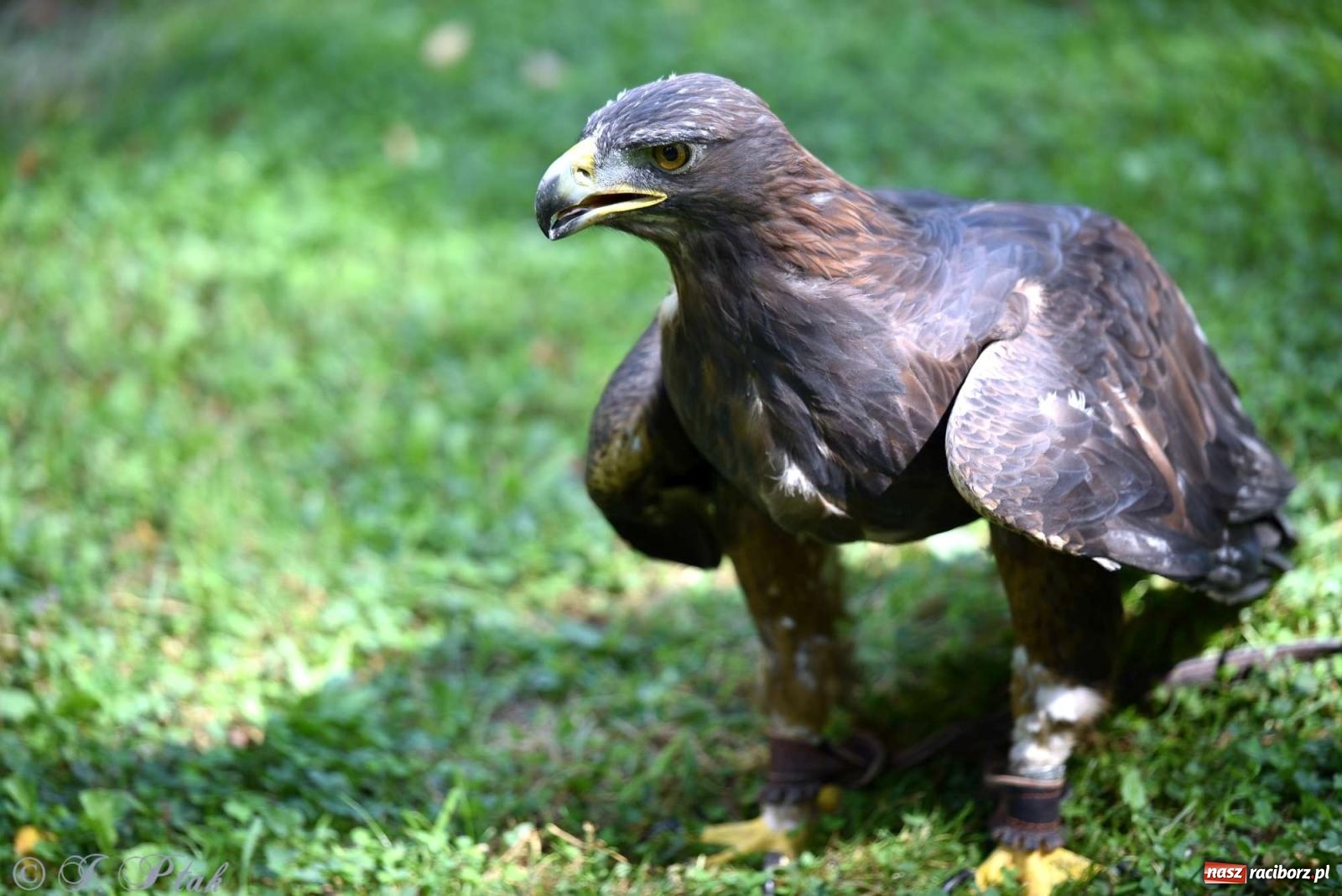 Zdjęcie w galerii na portalu naszraciborz.pl: Raciborski Piknik Leśny w Arboretum Bramy Morawskiej wiadomości z regionu