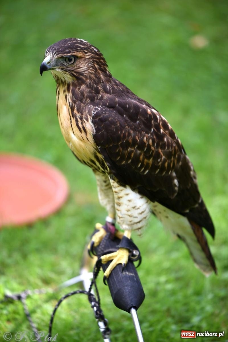Zdjęcie w galerii na portalu naszraciborz.pl: Raciborski Piknik Leśny w Arboretum Bramy Morawskiej wiadomości z regionu