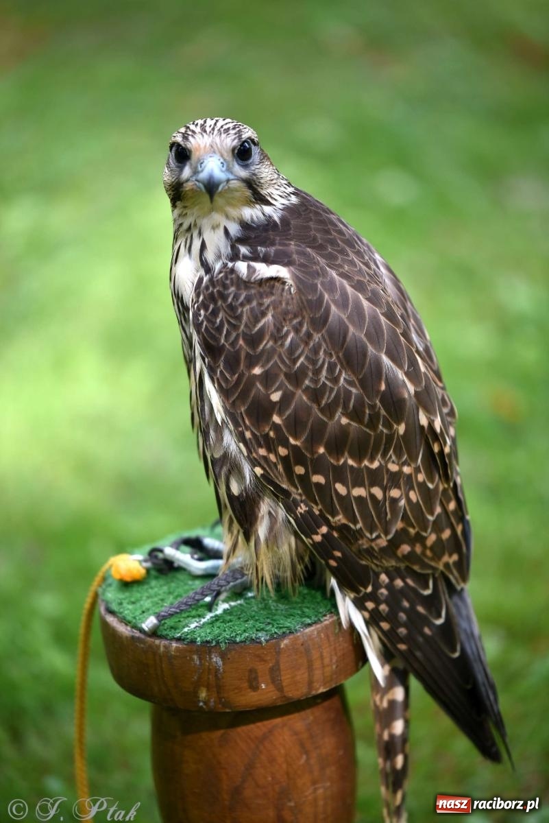 Zdjęcie w galerii na portalu naszraciborz.pl: Raciborski Piknik Leśny w Arboretum Bramy Morawskiej wiadomości z regionu