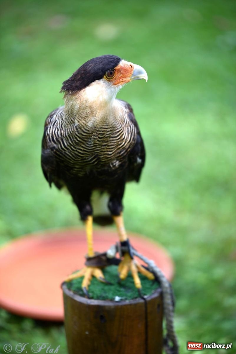 Zdjęcie w galerii na portalu naszraciborz.pl: Raciborski Piknik Leśny w Arboretum Bramy Morawskiej wiadomości z regionu