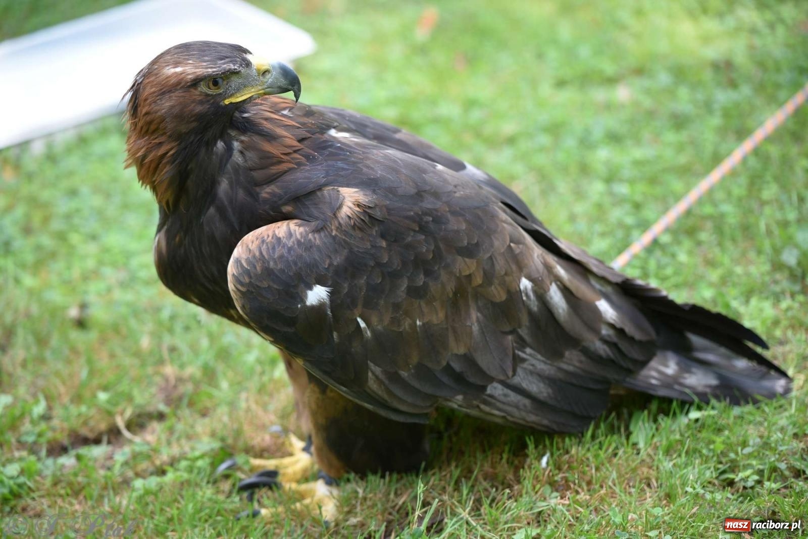 Zdjęcie w galerii na portalu naszraciborz.pl: Raciborski Piknik Leśny w Arboretum Bramy Morawskiej wiadomości z regionu