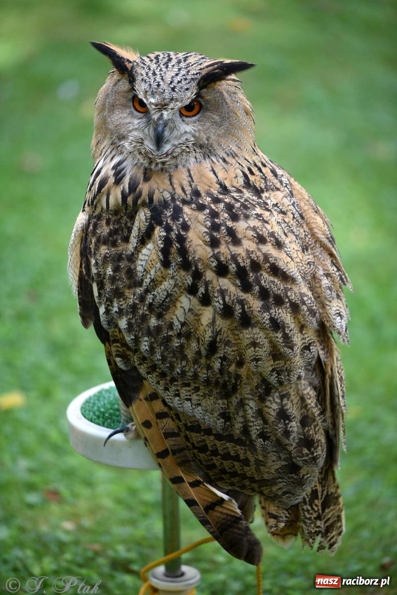 Zdjęcie w galerii na portalu naszraciborz.pl: Raciborski Piknik Leśny w Arboretum Bramy Morawskiej wiadomości z regionu
