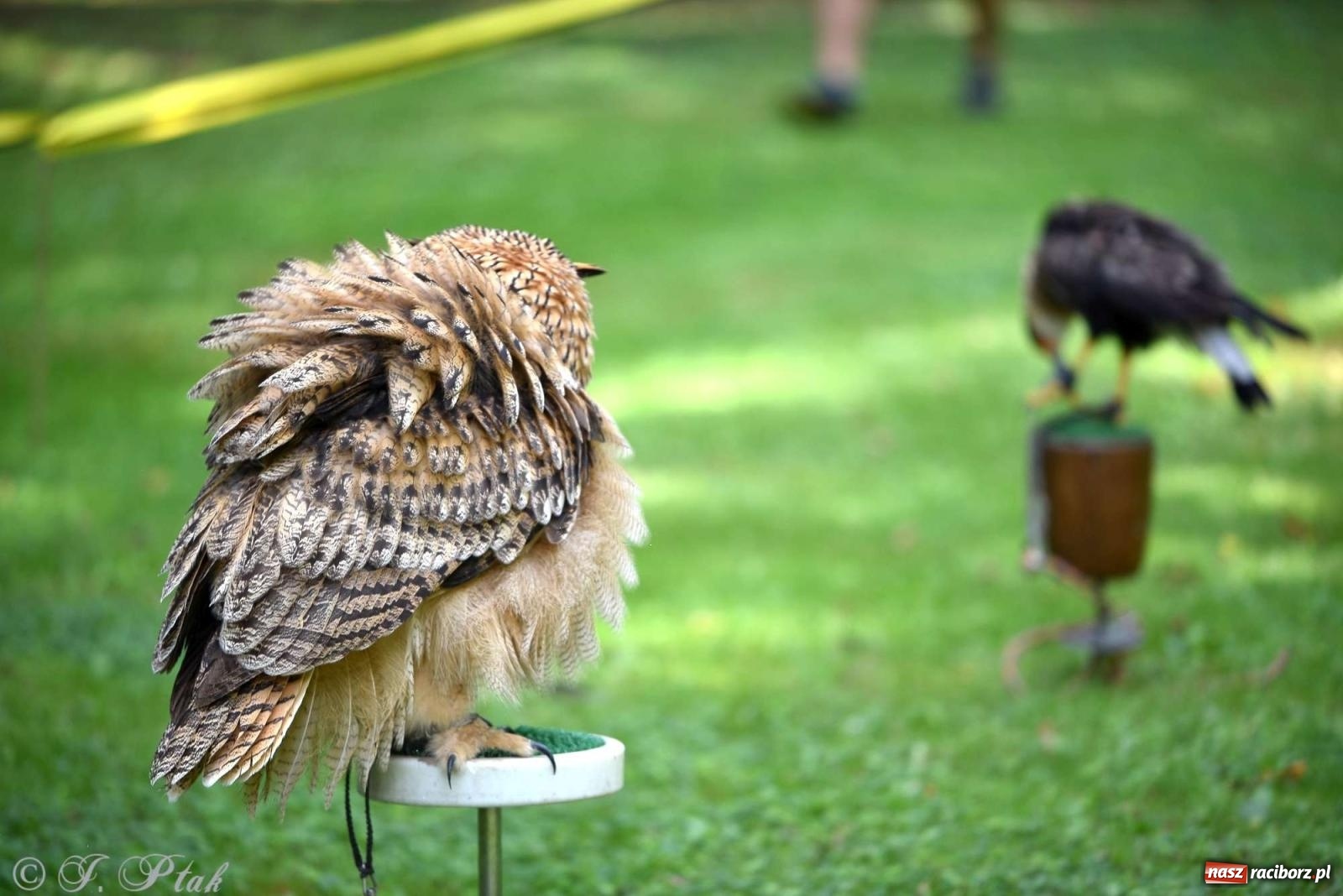 Zdjęcie w galerii na portalu naszraciborz.pl: Raciborski Piknik Leśny w Arboretum Bramy Morawskiej wiadomości z regionu