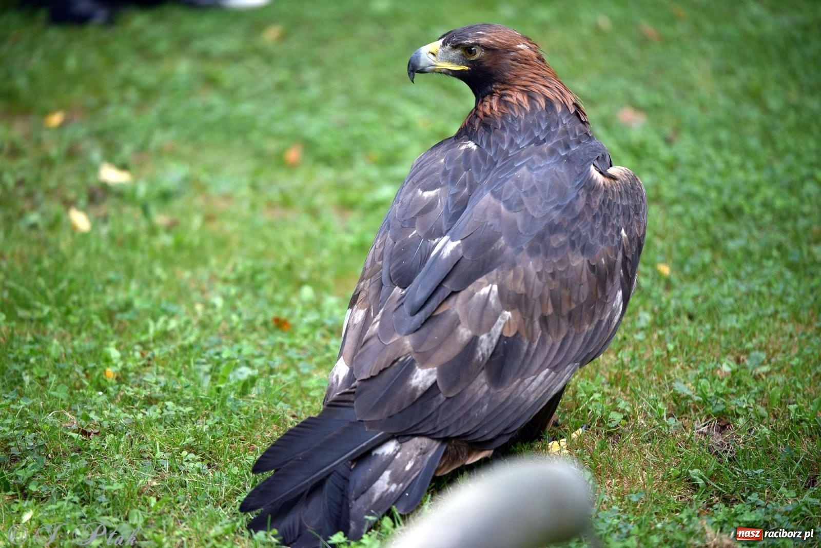 Zdjęcie w galerii na portalu naszraciborz.pl: Raciborski Piknik Leśny w Arboretum Bramy Morawskiej wiadomości z regionu