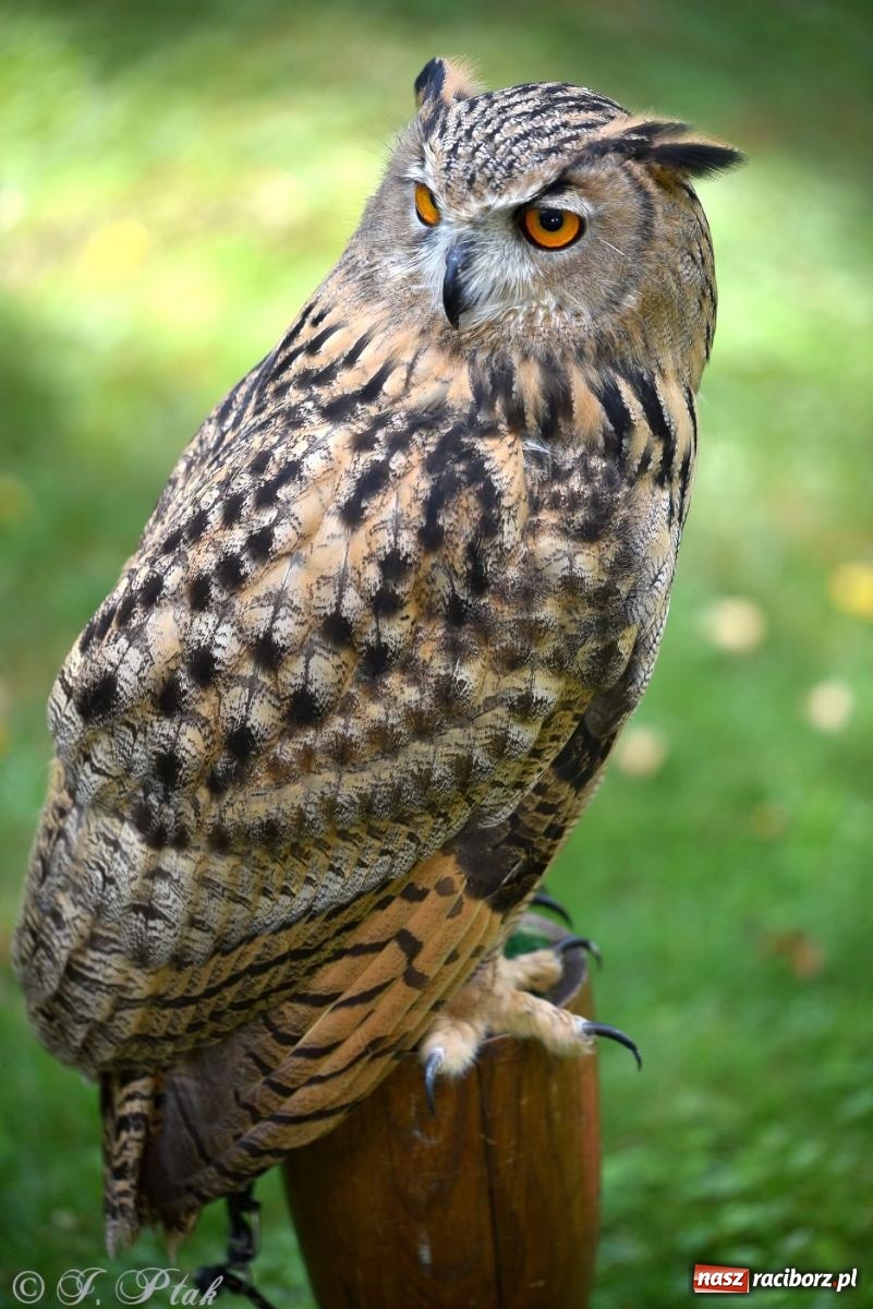 Zdjęcie w galerii na portalu naszraciborz.pl: Raciborski Piknik Leśny w Arboretum Bramy Morawskiej wiadomości z regionu