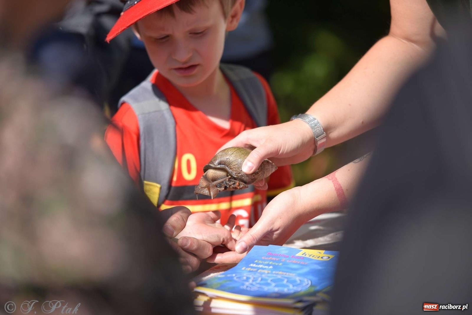 Zdjęcie w galerii na portalu naszraciborz.pl: Raciborski Piknik Leśny w Arboretum Bramy Morawskiej wiadomości z regionu