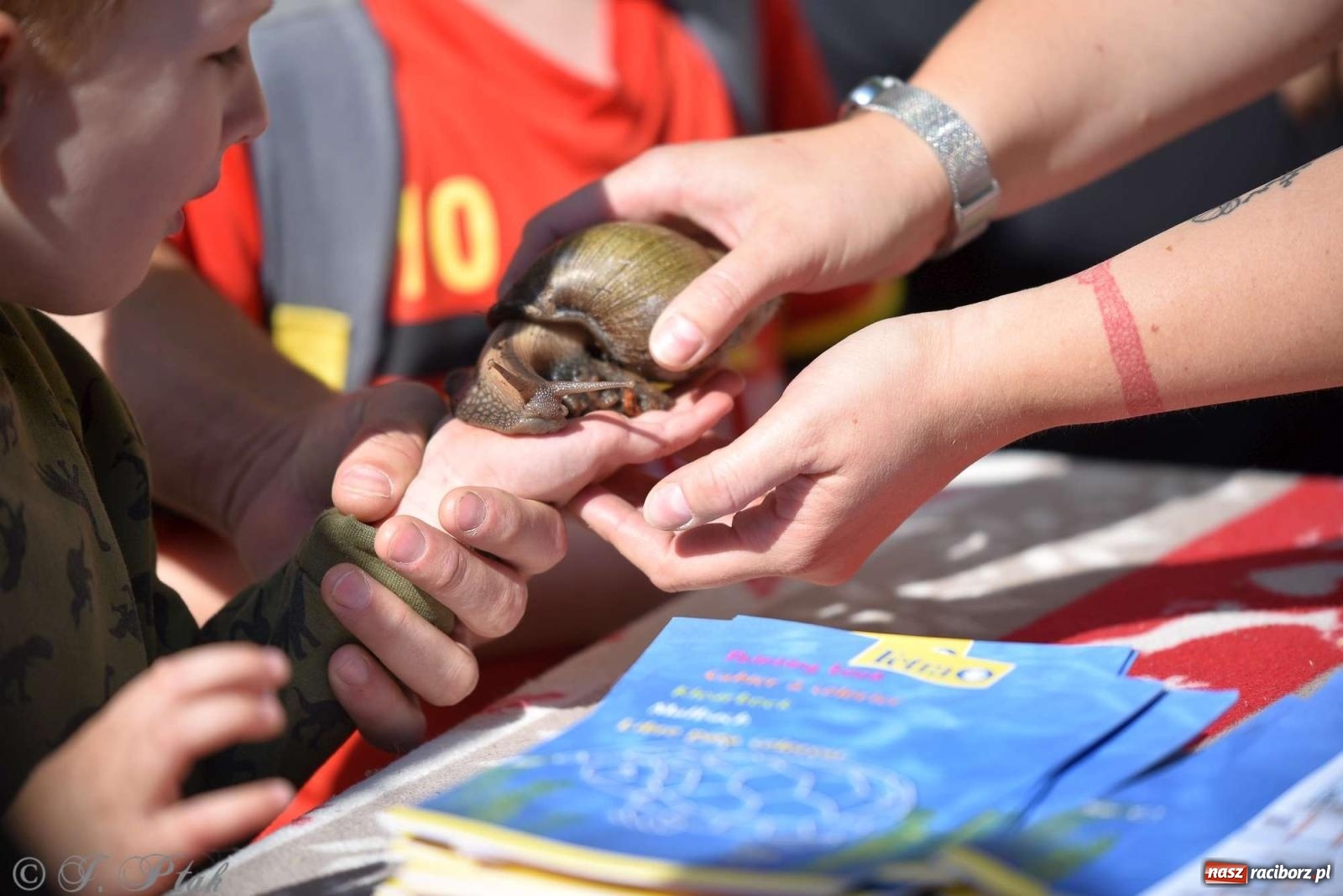 Zdjęcie w galerii na portalu naszraciborz.pl: Raciborski Piknik Leśny w Arboretum Bramy Morawskiej wiadomości z regionu