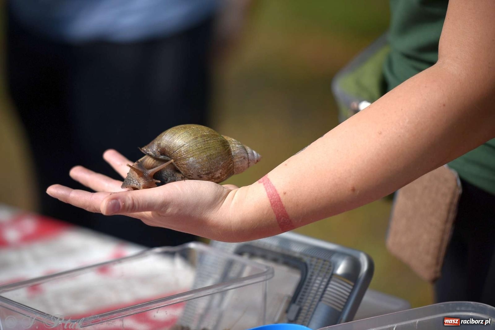 Zdjęcie w galerii na portalu naszraciborz.pl: Raciborski Piknik Leśny w Arboretum Bramy Morawskiej wiadomości z regionu