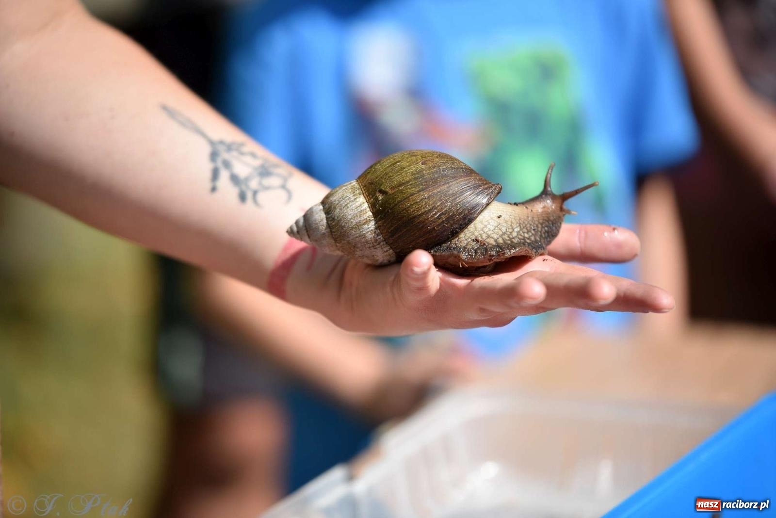 Zdjęcie w galerii na portalu naszraciborz.pl: Raciborski Piknik Leśny w Arboretum Bramy Morawskiej wiadomości z regionu