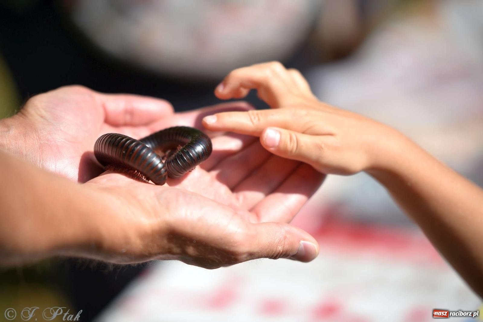 Zdjęcie w galerii na portalu naszraciborz.pl: Raciborski Piknik Leśny w Arboretum Bramy Morawskiej wiadomości z regionu