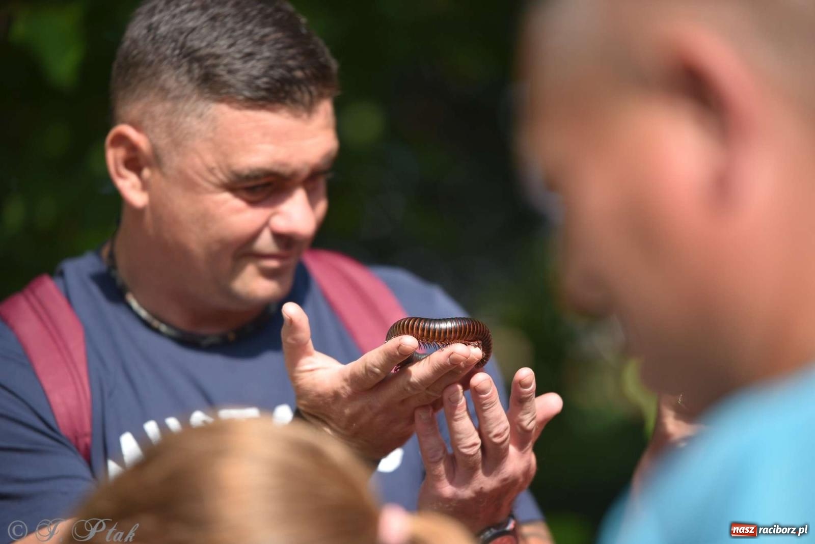Zdjęcie w galerii na portalu naszraciborz.pl: Raciborski Piknik Leśny w Arboretum Bramy Morawskiej wiadomości z regionu