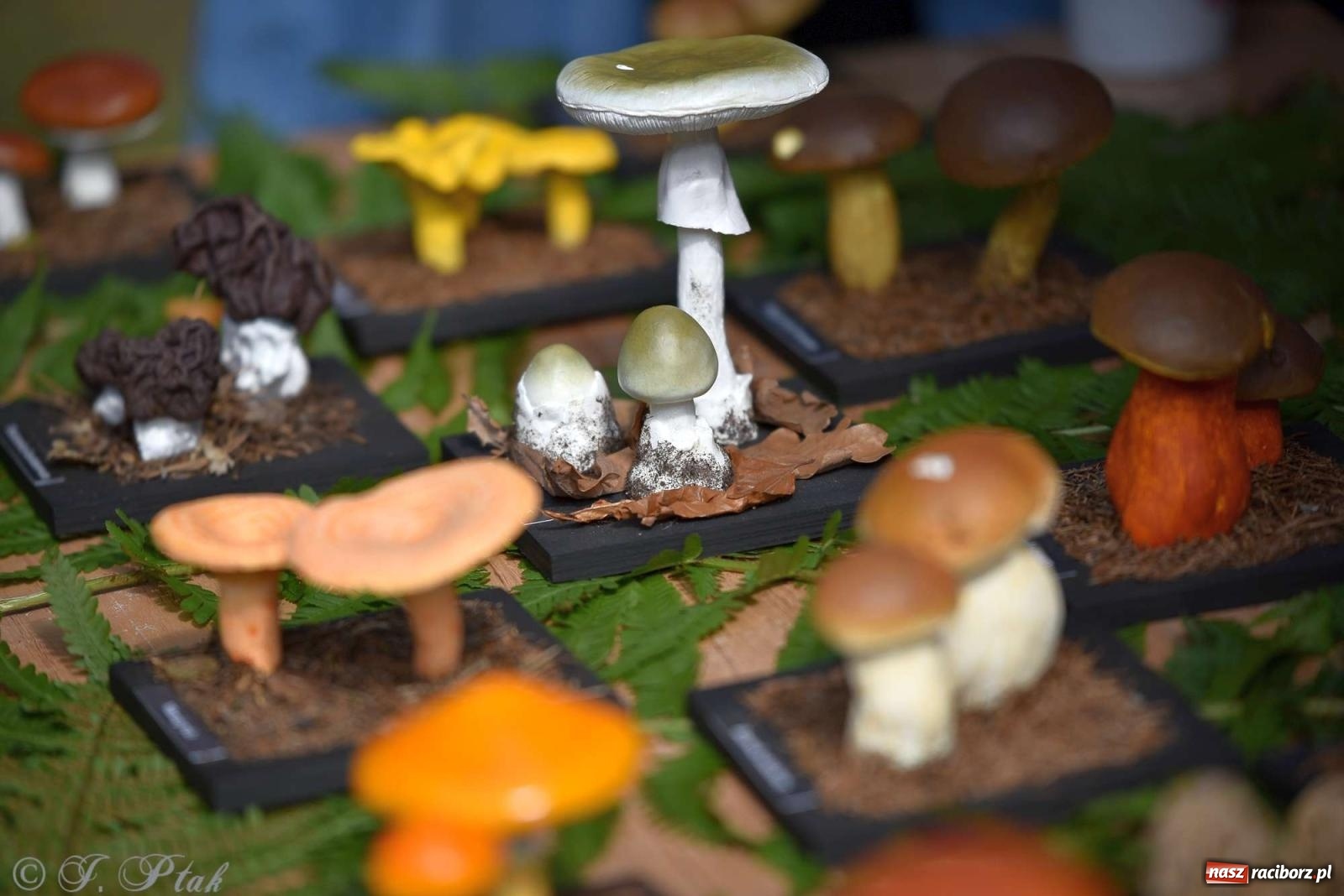 Zdjęcie w galerii na portalu naszraciborz.pl: Raciborski Piknik Leśny w Arboretum Bramy Morawskiej wiadomości z regionu