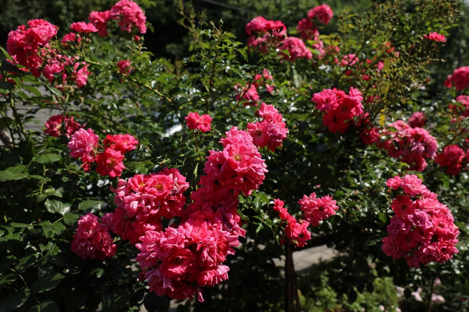 Zdjęcie w galerii na portalu naszraciborz.pl: Konkurs Zielono Mi - laureatki w kategorii najpiękniejszy ogród przydomowy wiadomości z regionu