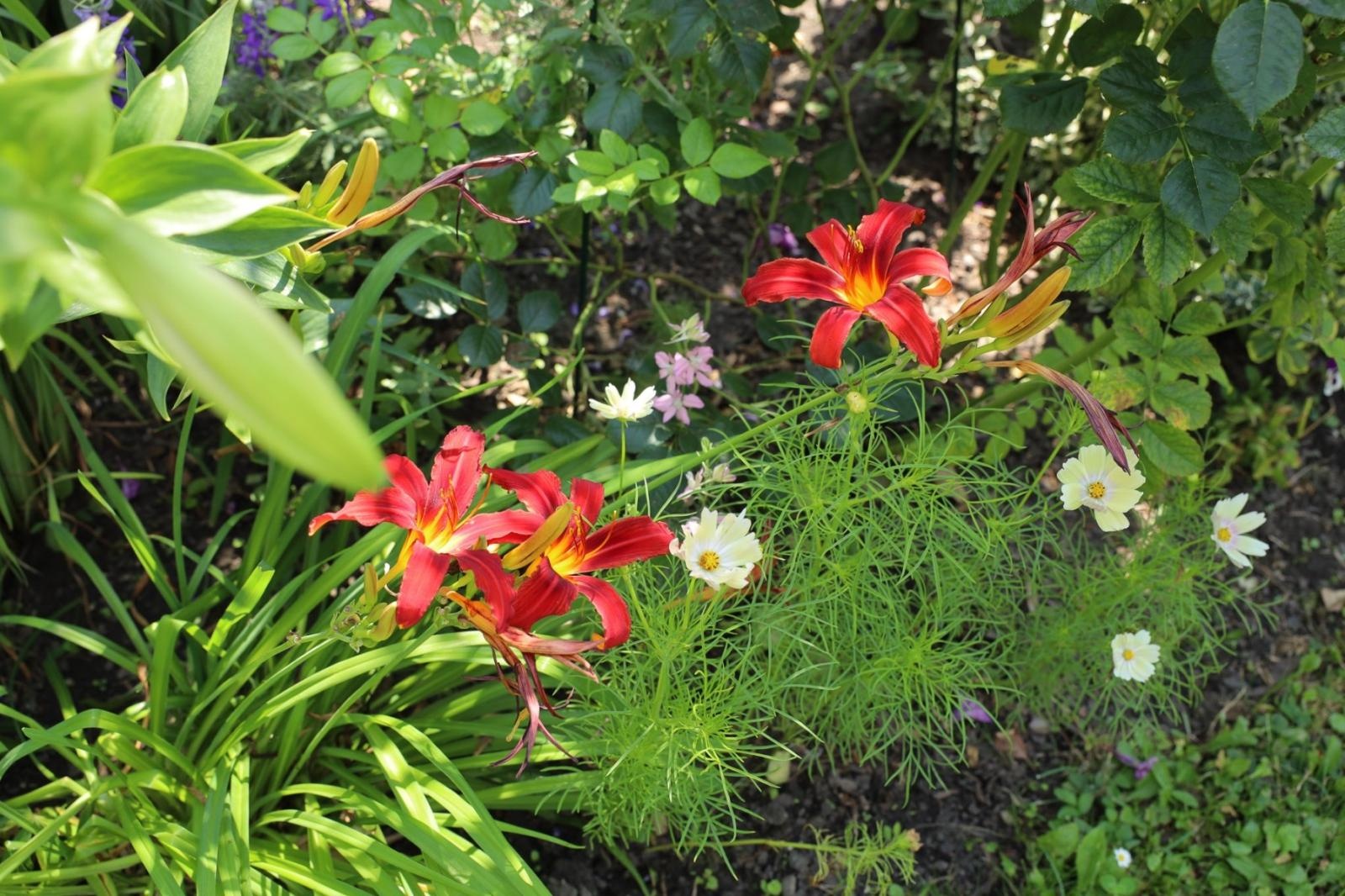 Zdjęcie w galerii na portalu naszraciborz.pl: Konkurs Zielono Mi - laureatki w kategorii najpiękniejszy ogród przydomowy wiadomości z regionu