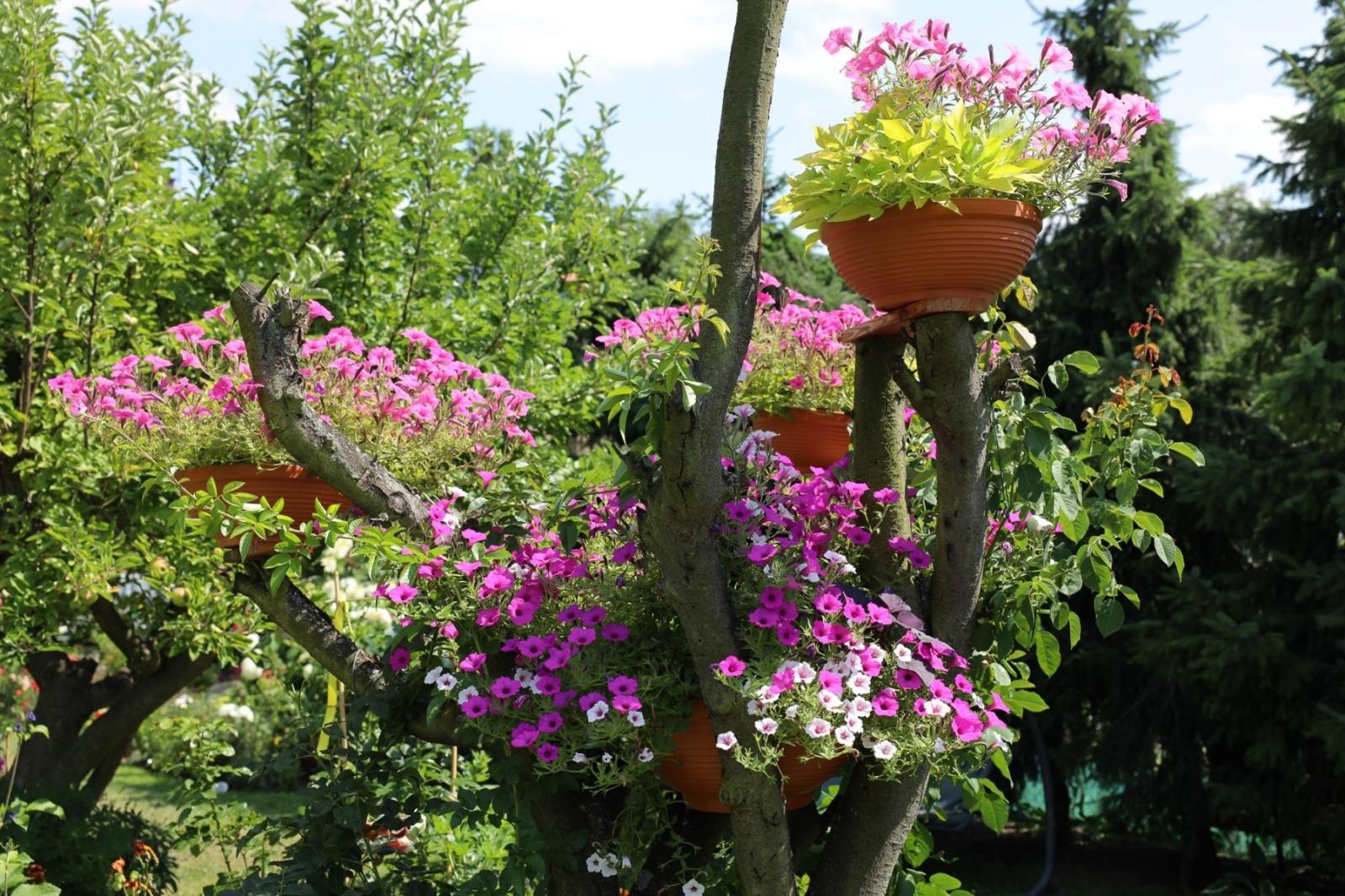 Zdjęcie w galerii na portalu naszraciborz.pl: Konkurs Zielono Mi - laureatki w kategorii najpiękniejszy ogród przydomowy wiadomości z regionu