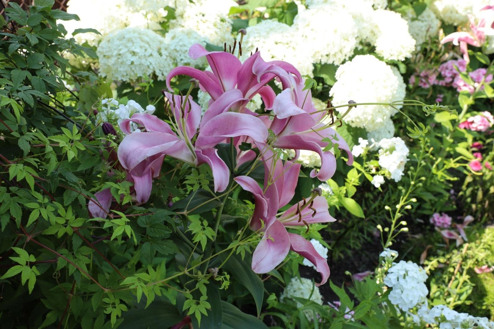 Zdjęcie w galerii na portalu naszraciborz.pl: Konkurs Zielono Mi - laureatki w kategorii najpiękniejszy ogród przydomowy wiadomości z regionu