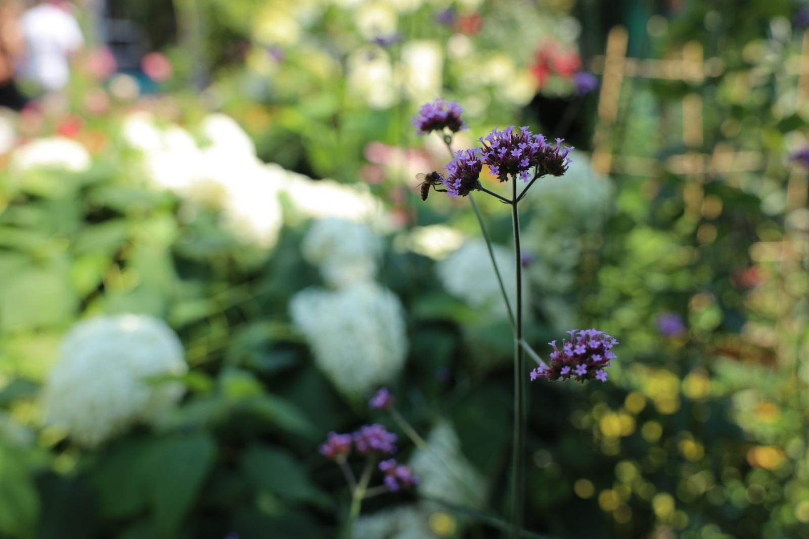 Zdjęcie w galerii na portalu naszraciborz.pl: Konkurs Zielono Mi - laureatki w kategorii najpiękniejszy ogród przydomowy wiadomości z regionu