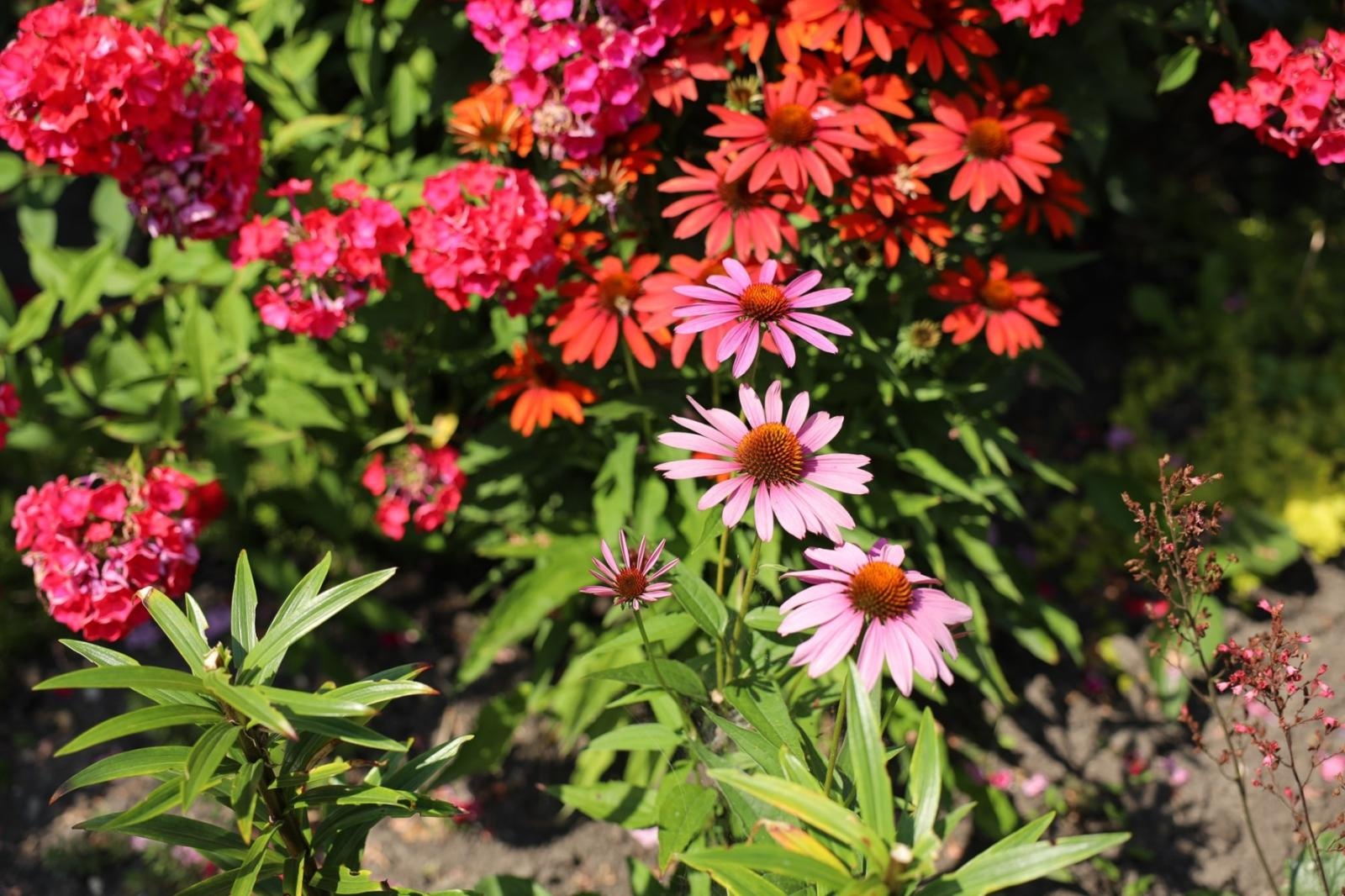 Zdjęcie w galerii na portalu naszraciborz.pl: Konkurs Zielono Mi - laureatki w kategorii najpiękniejszy ogród przydomowy wiadomości z regionu