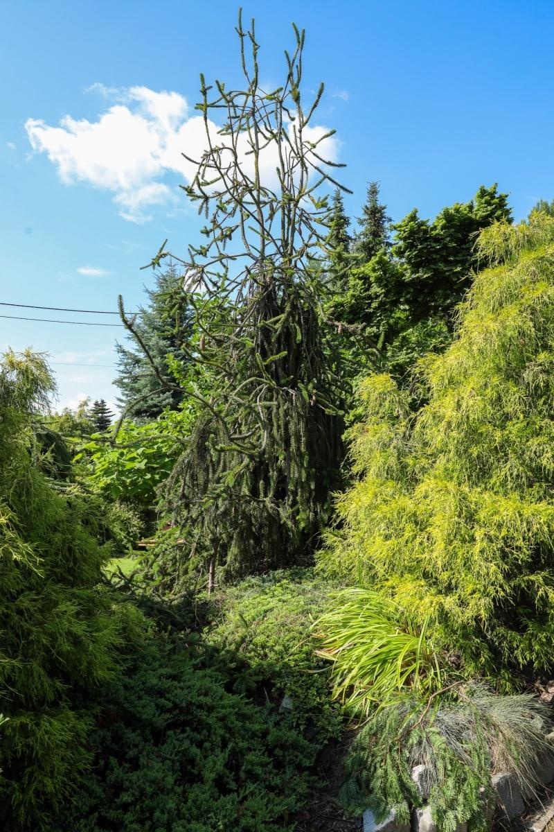 Zdjęcie w galerii na portalu naszraciborz.pl: Konkurs Zielono Mi - laureatki w kategorii najpiękniejszy ogród przydomowy wiadomości z regionu
