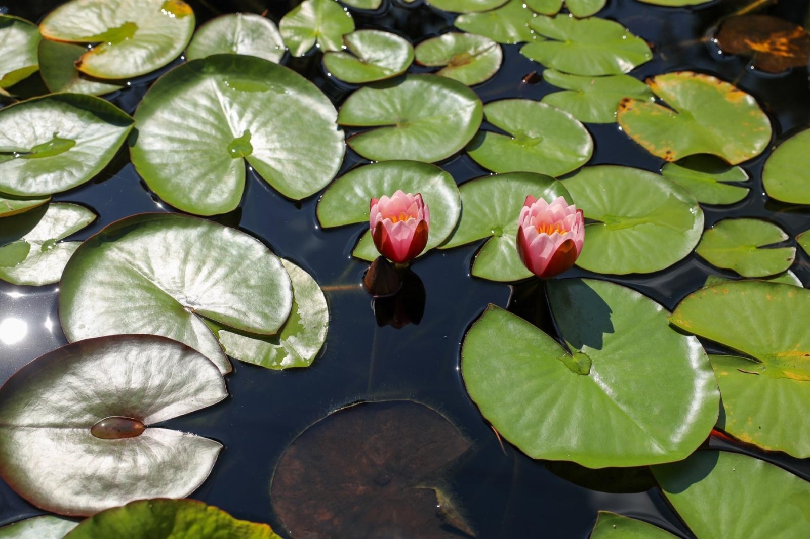 Zdjęcie w galerii na portalu naszraciborz.pl: Konkurs Zielono Mi - laureatki w kategorii najpiękniejszy ogród przydomowy wiadomości z regionu