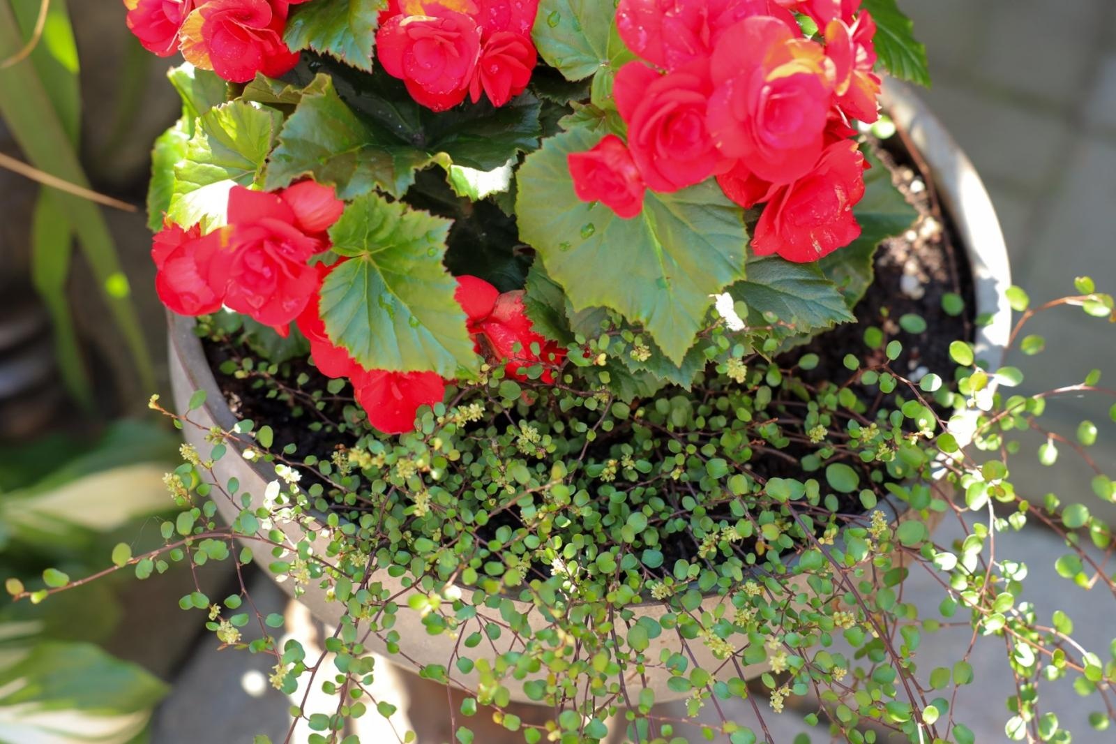 Zdjęcie w galerii na portalu naszraciborz.pl: Konkurs Zielono Mi - laureatki w kategorii najpiękniejszy ogród przydomowy wiadomości z regionu