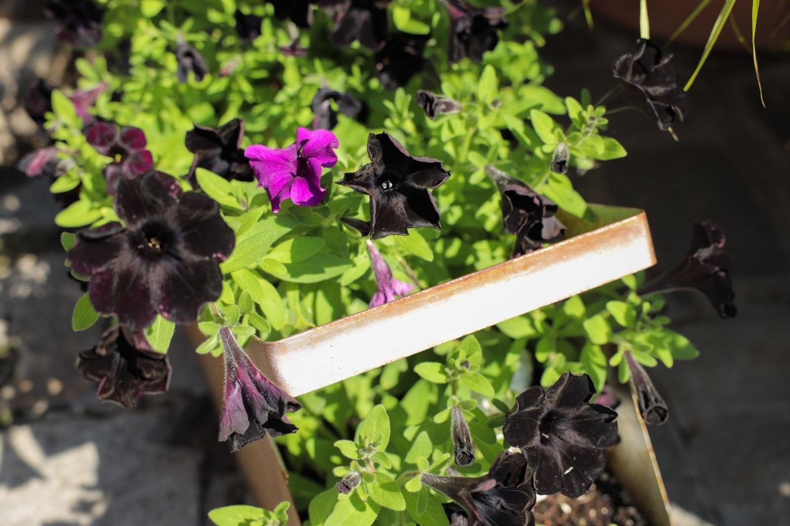 Zdjęcie w galerii na portalu naszraciborz.pl: Konkurs Zielono Mi - laureatki w kategorii najpiękniejszy ogród przydomowy wiadomości z regionu