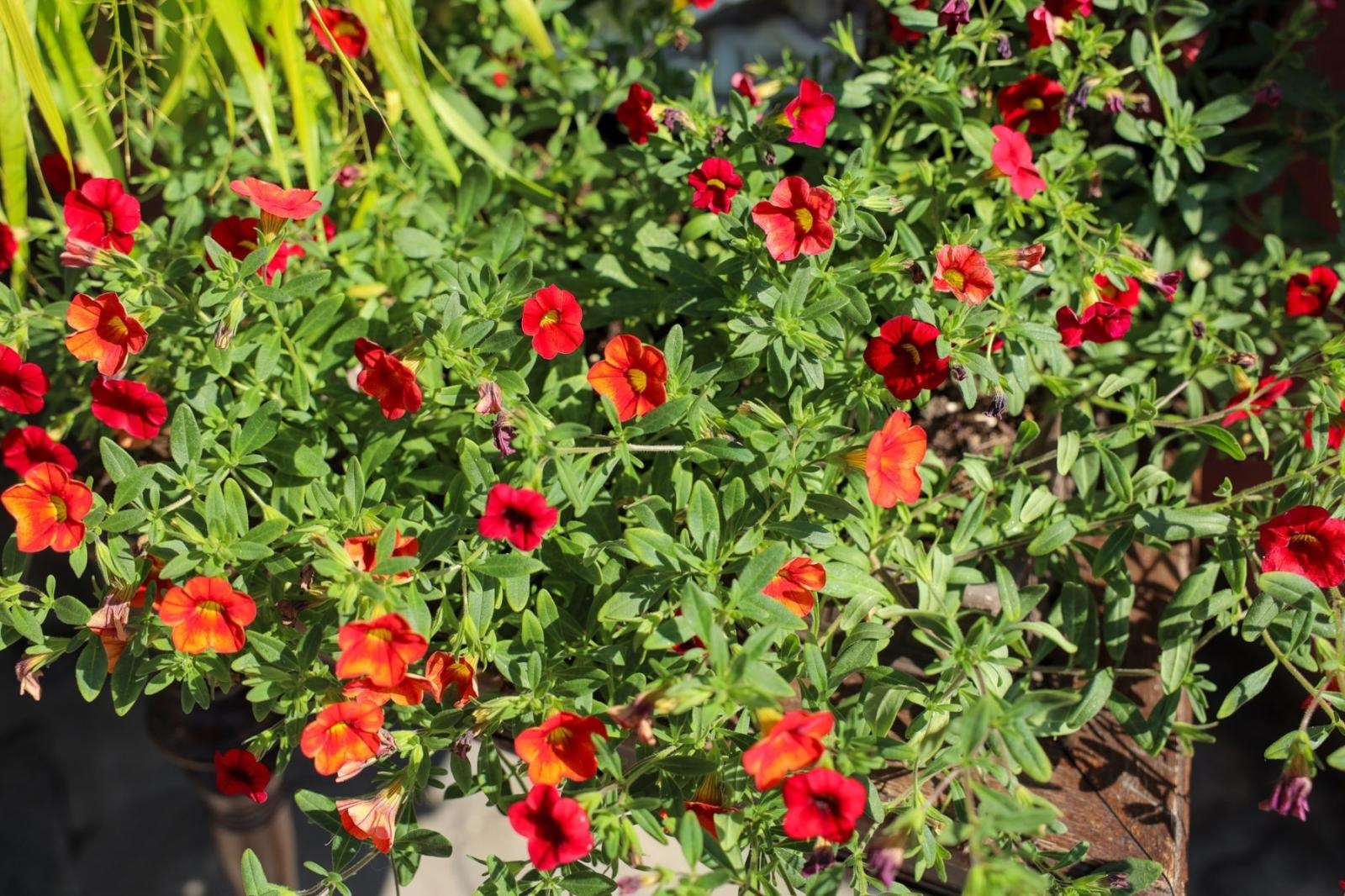 Zdjęcie w galerii na portalu naszraciborz.pl: Konkurs Zielono Mi - laureatki w kategorii najpiękniejszy ogród przydomowy wiadomości z regionu