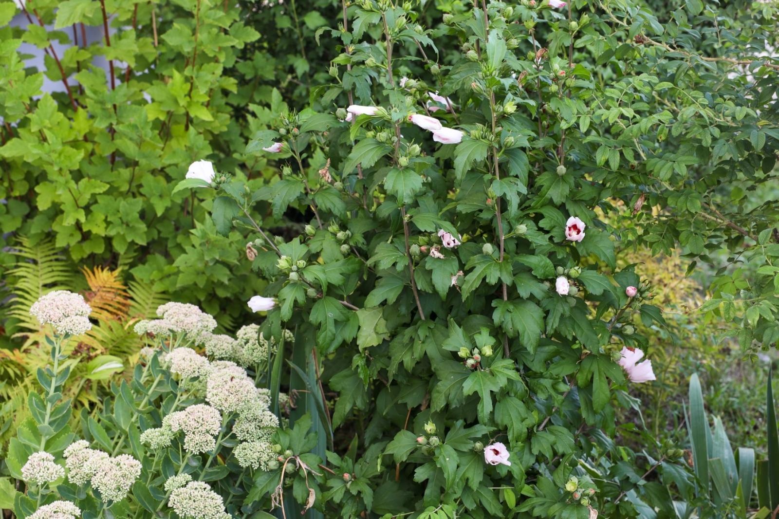 Zdjęcie w galerii na portalu naszraciborz.pl: Ogród przy budynku wielorodzinnym - dwa wyróżnienia w konkursie Zielono Mi wiadomości z regionu