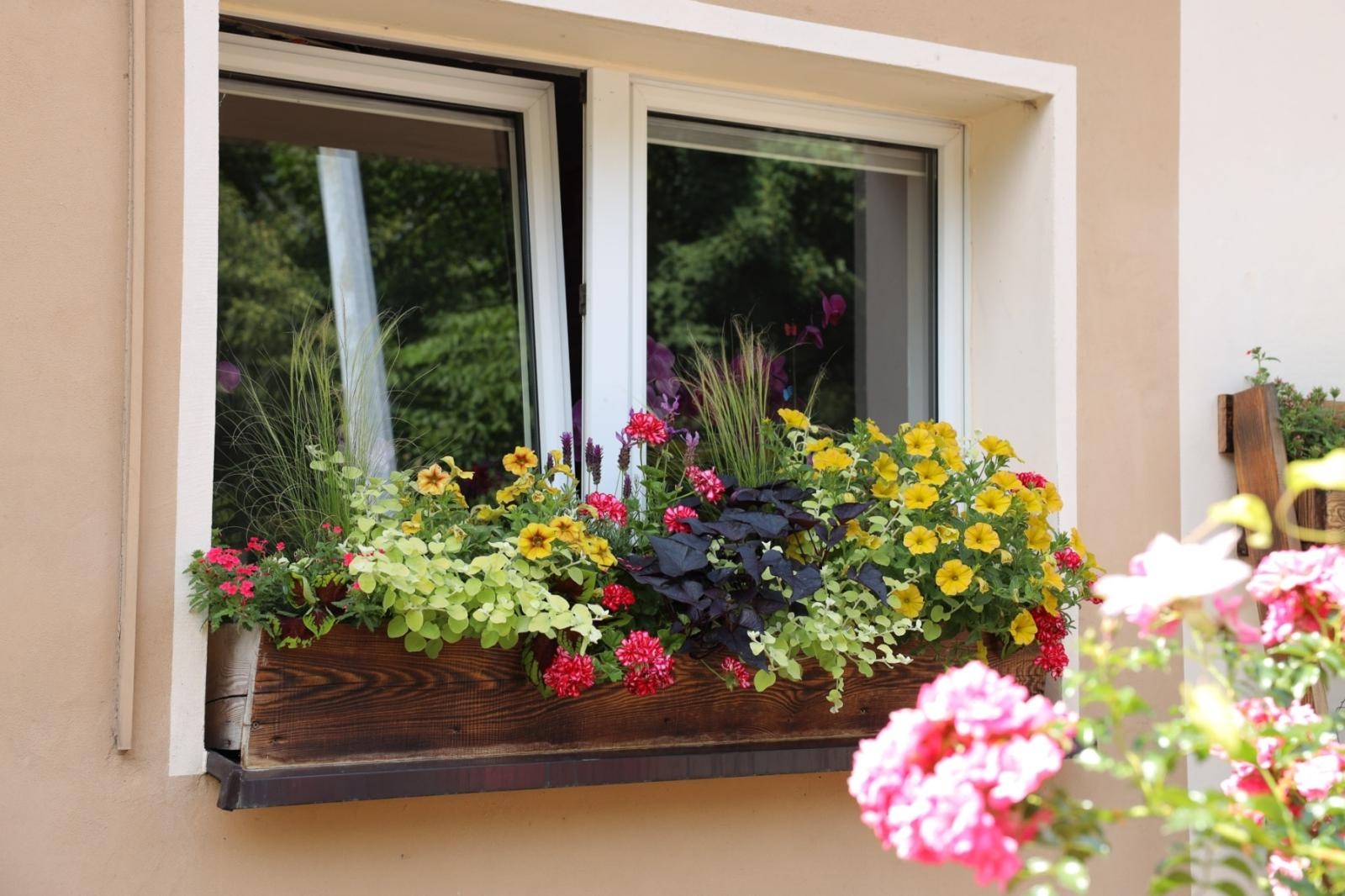 Zdjęcie w galerii na portalu naszraciborz.pl: Konkursu Zielono Mi. Okno pani Iwony urzekło komisję wiadomości z regionu