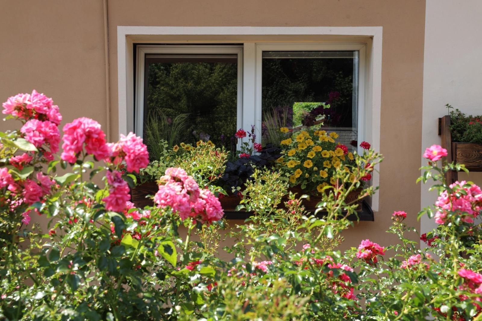 Zdjęcie w galerii na portalu naszraciborz.pl: Konkursu Zielono Mi. Okno pani Iwony urzekło komisję wiadomości z regionu