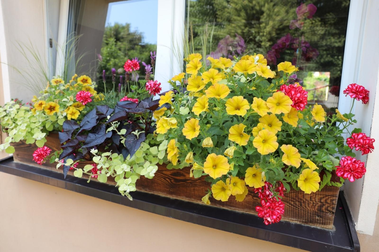 Zdjęcie w galerii na portalu naszraciborz.pl: Konkursu Zielono Mi. Okno pani Iwony urzekło komisję wiadomości z regionu