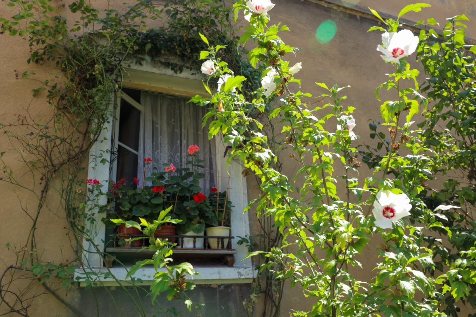Zdjęcie w galerii na portalu naszraciborz.pl: Konkursu Zielono Mi. Okno pani Iwony urzekło komisję wiadomości z regionu