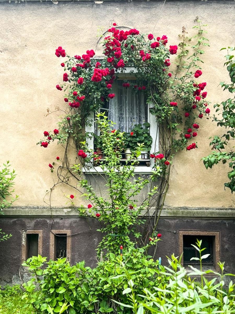 Zdjęcie w galerii na portalu naszraciborz.pl: Konkursu Zielono Mi. Okno pani Iwony urzekło komisję wiadomości z regionu