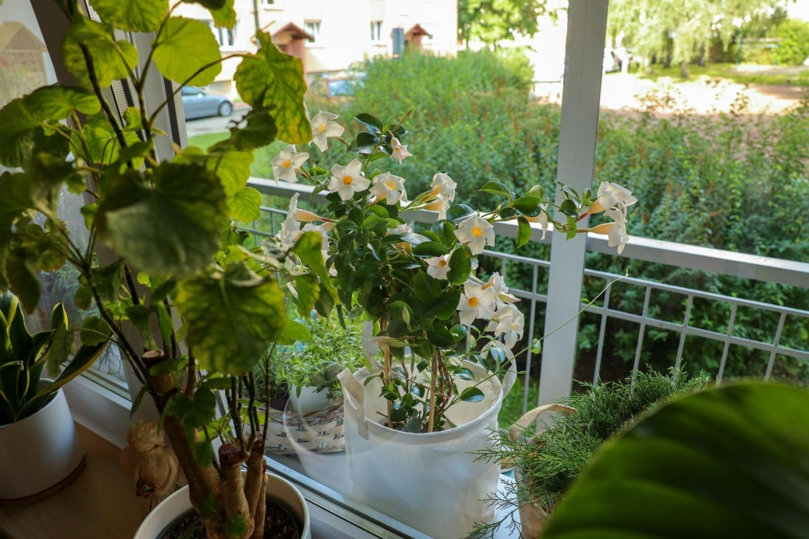 Zdjęcie w galerii na portalu naszraciborz.pl: Raciborskie balkony toną w zieleni. Zobaczcie nagrodzone i wyróżnione w konkursie Zielono Mi [FOTO] wiadomości z regionu