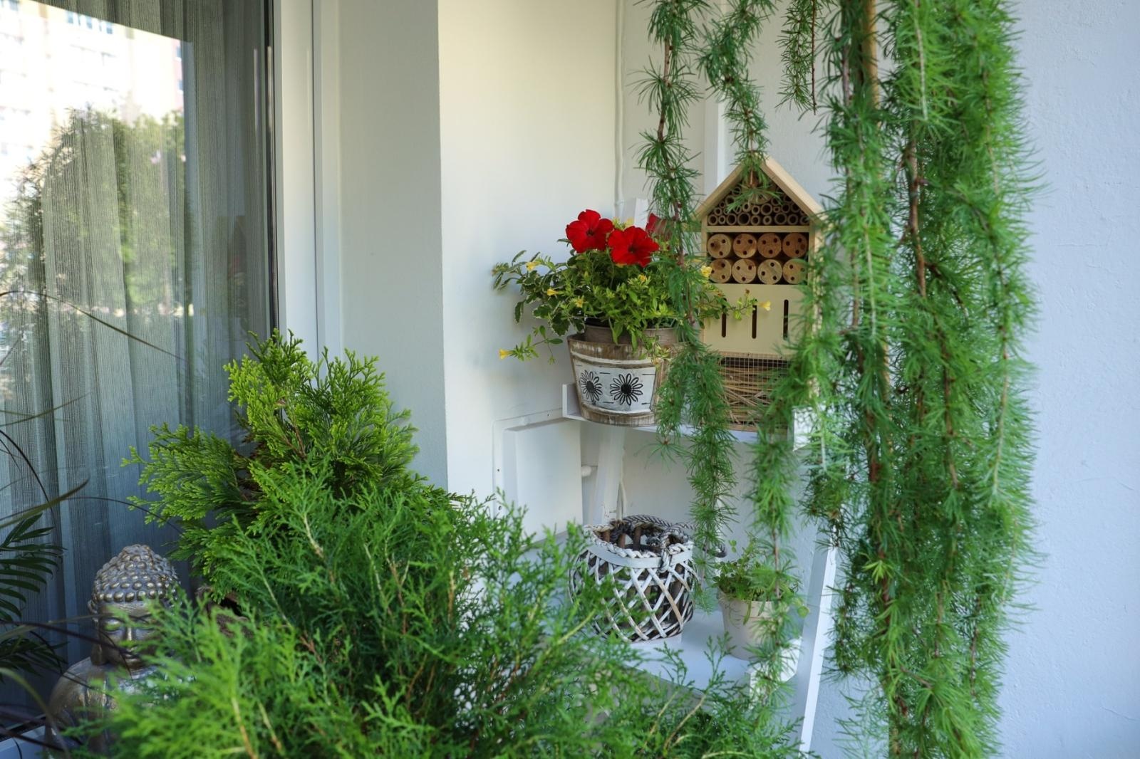 Zdjęcie w galerii na portalu naszraciborz.pl: Raciborskie balkony toną w zieleni. Zobaczcie nagrodzone i wyróżnione w konkursie Zielono Mi [FOTO] wiadomości z regionu