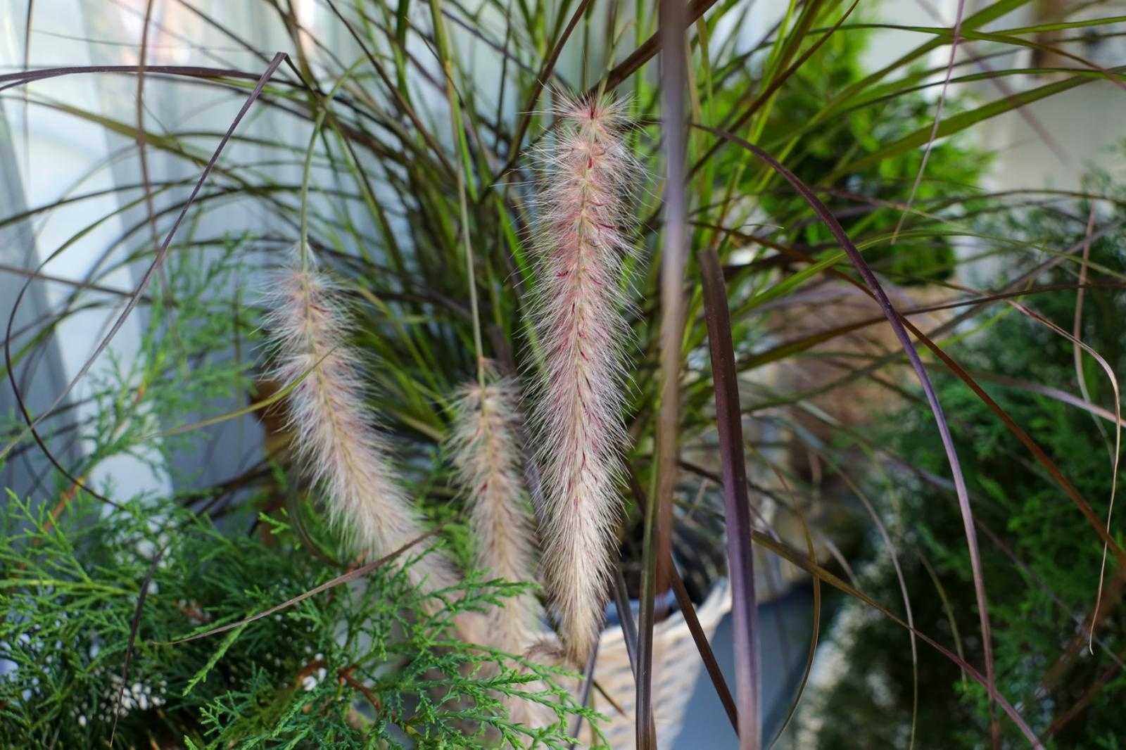 Zdjęcie w galerii na portalu naszraciborz.pl: Raciborskie balkony toną w zieleni. Zobaczcie nagrodzone i wyróżnione w konkursie Zielono Mi [FOTO] wiadomości z regionu