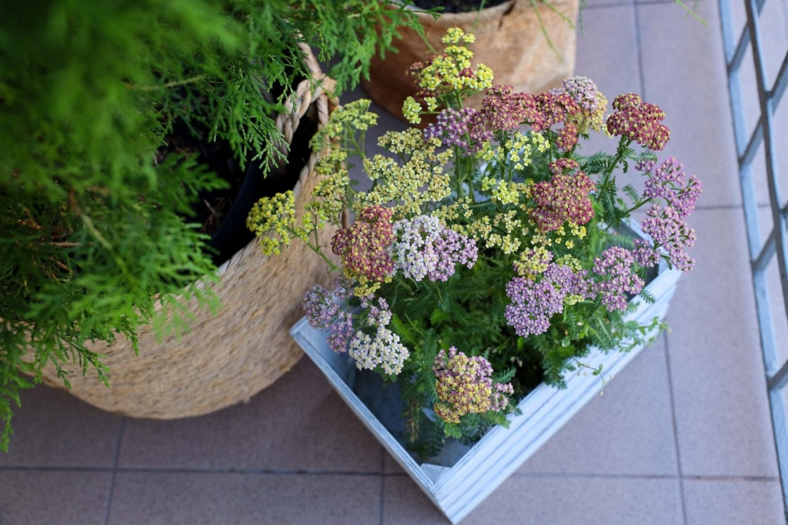 Zdjęcie w galerii na portalu naszraciborz.pl: Raciborskie balkony toną w zieleni. Zobaczcie nagrodzone i wyróżnione w konkursie Zielono Mi [FOTO] wiadomości z regionu