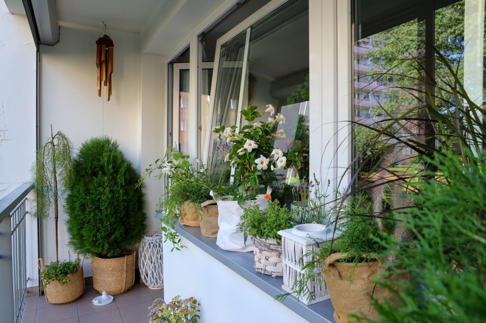 Zdjęcie w galerii na portalu naszraciborz.pl: Raciborskie balkony toną w zieleni. Zobaczcie nagrodzone i wyróżnione w konkursie Zielono Mi [FOTO] wiadomości z regionu