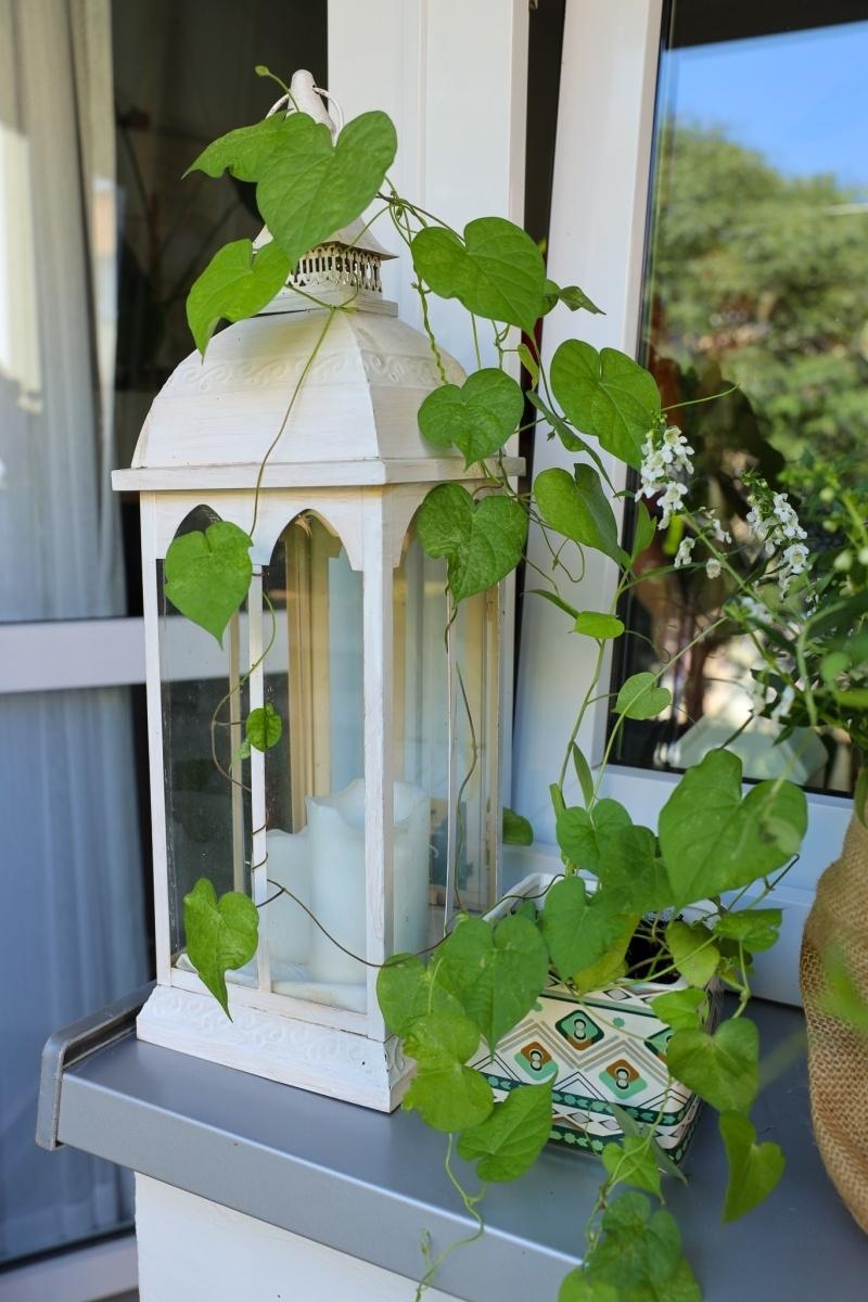 Zdjęcie w galerii na portalu naszraciborz.pl: Raciborskie balkony toną w zieleni. Zobaczcie nagrodzone i wyróżnione w konkursie Zielono Mi [FOTO] wiadomości z regionu