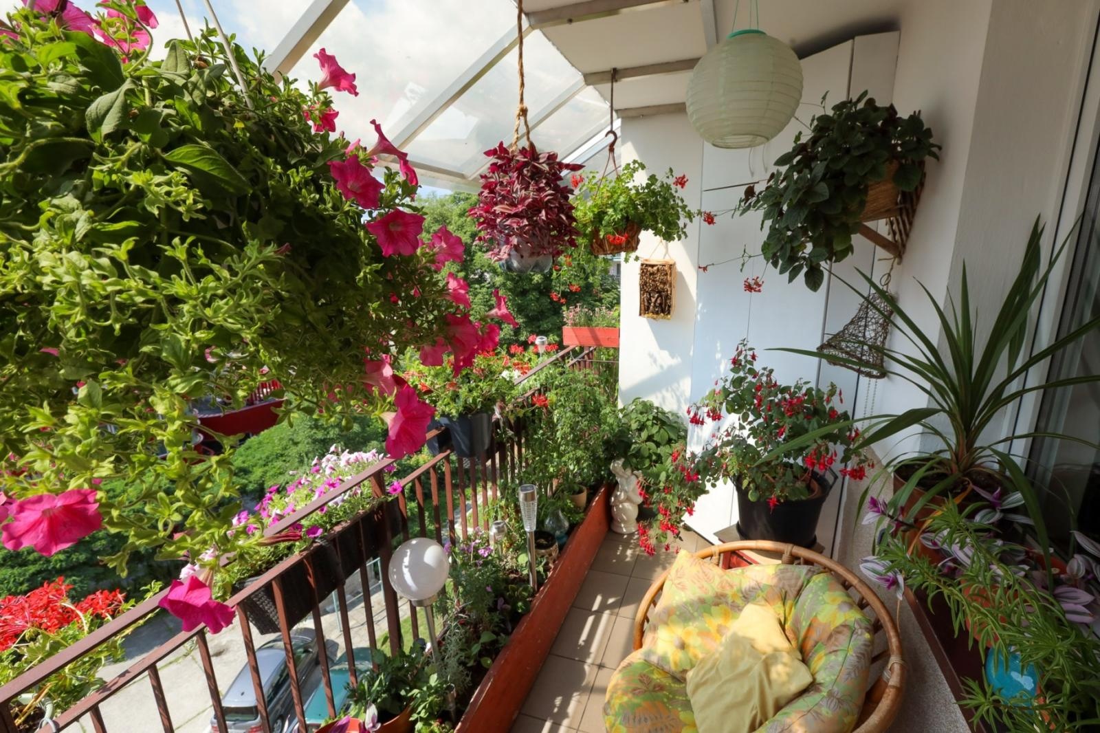 Zdjęcie w galerii na portalu naszraciborz.pl: Raciborskie balkony toną w zieleni. Zobaczcie nagrodzone i wyróżnione w konkursie Zielono Mi [FOTO] wiadomości z regionu