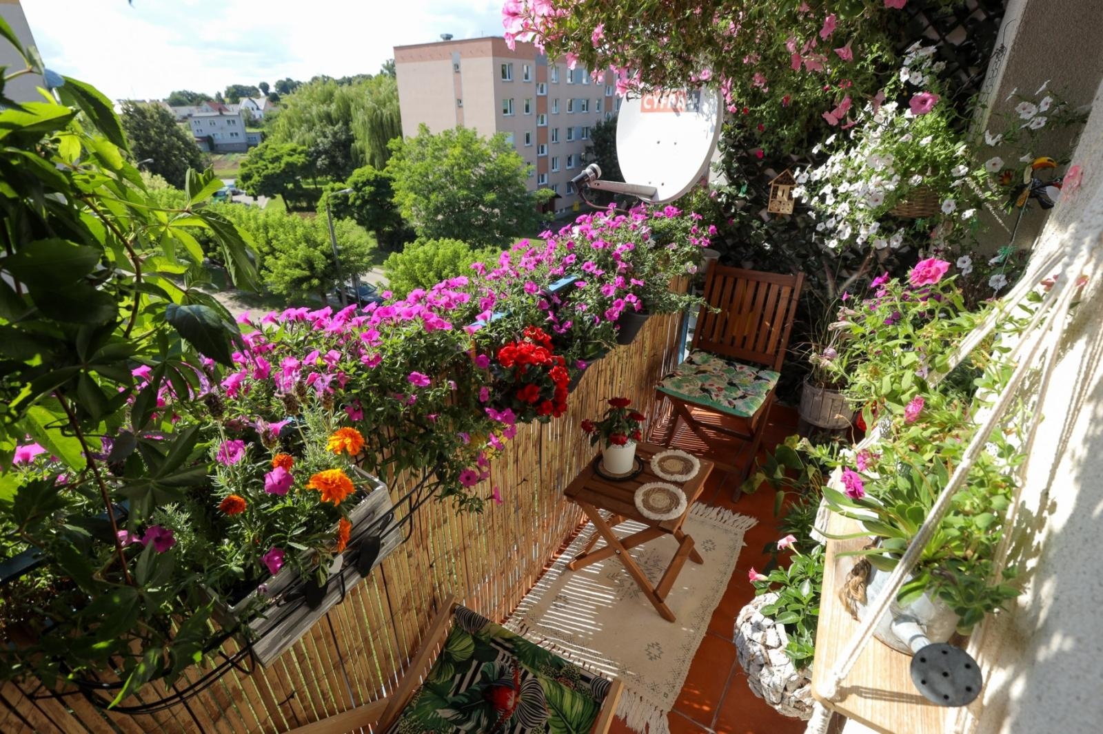 Zdjęcie w galerii na portalu naszraciborz.pl: Raciborskie balkony toną w zieleni. Zobaczcie nagrodzone i wyróżnione w konkursie Zielono Mi [FOTO] wiadomości z regionu