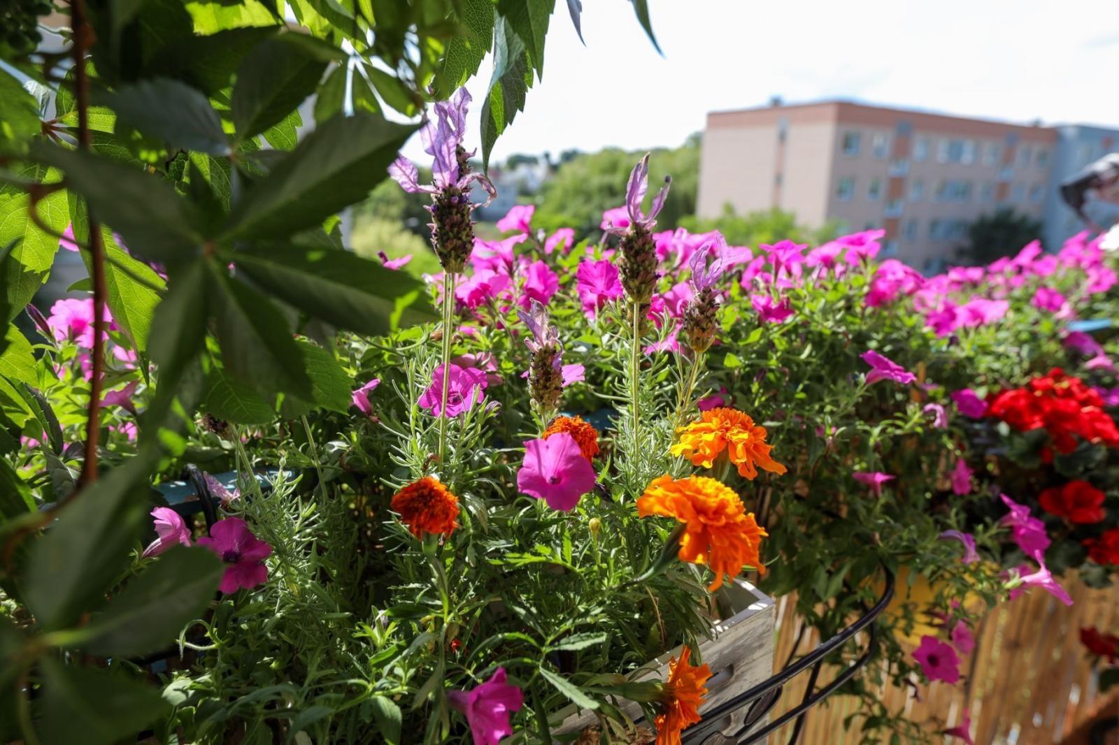 Zdjęcie w galerii na portalu naszraciborz.pl: Raciborskie balkony toną w zieleni. Zobaczcie nagrodzone i wyróżnione w konkursie Zielono Mi [FOTO] wiadomości z regionu