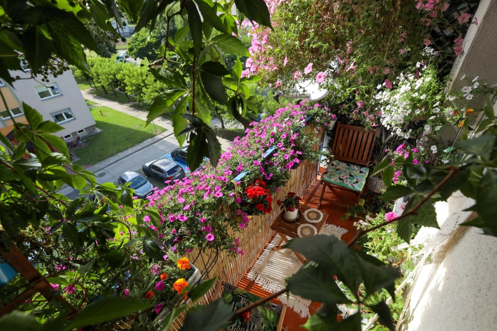 Zdjęcie w galerii na portalu naszraciborz.pl: Raciborskie balkony toną w zieleni. Zobaczcie nagrodzone i wyróżnione w konkursie Zielono Mi [FOTO] wiadomości z regionu