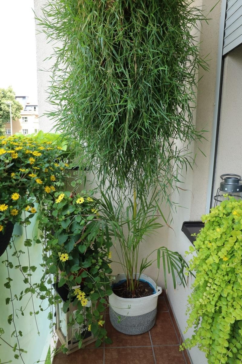 Zdjęcie w galerii na portalu naszraciborz.pl: Raciborskie balkony toną w zieleni. Zobaczcie nagrodzone i wyróżnione w konkursie Zielono Mi [FOTO] wiadomości z regionu