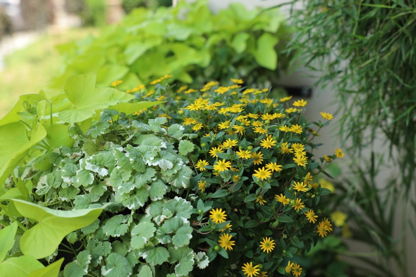 Zdjęcie w galerii na portalu naszraciborz.pl: Raciborskie balkony toną w zieleni. Zobaczcie nagrodzone i wyróżnione w konkursie Zielono Mi [FOTO] wiadomości z regionu