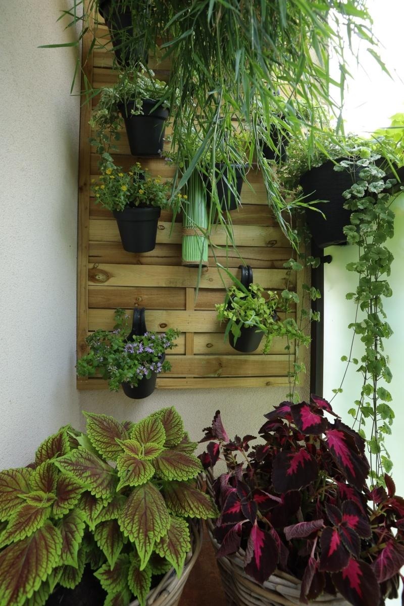 Zdjęcie w galerii na portalu naszraciborz.pl: Raciborskie balkony toną w zieleni. Zobaczcie nagrodzone i wyróżnione w konkursie Zielono Mi [FOTO] wiadomości z regionu