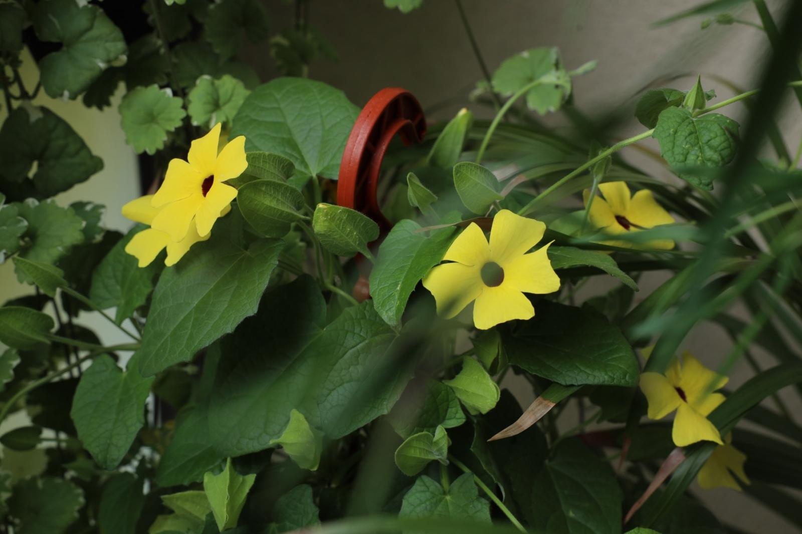 Zdjęcie w galerii na portalu naszraciborz.pl: Raciborskie balkony toną w zieleni. Zobaczcie nagrodzone i wyróżnione w konkursie Zielono Mi [FOTO] wiadomości z regionu