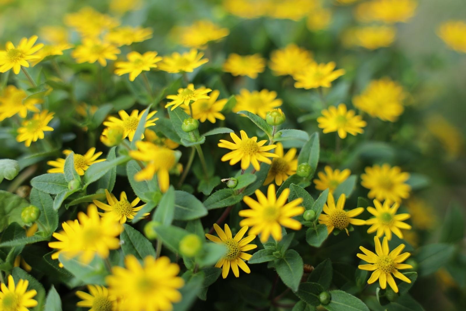 Zdjęcie w galerii na portalu naszraciborz.pl: Raciborskie balkony toną w zieleni. Zobaczcie nagrodzone i wyróżnione w konkursie Zielono Mi [FOTO] wiadomości z regionu