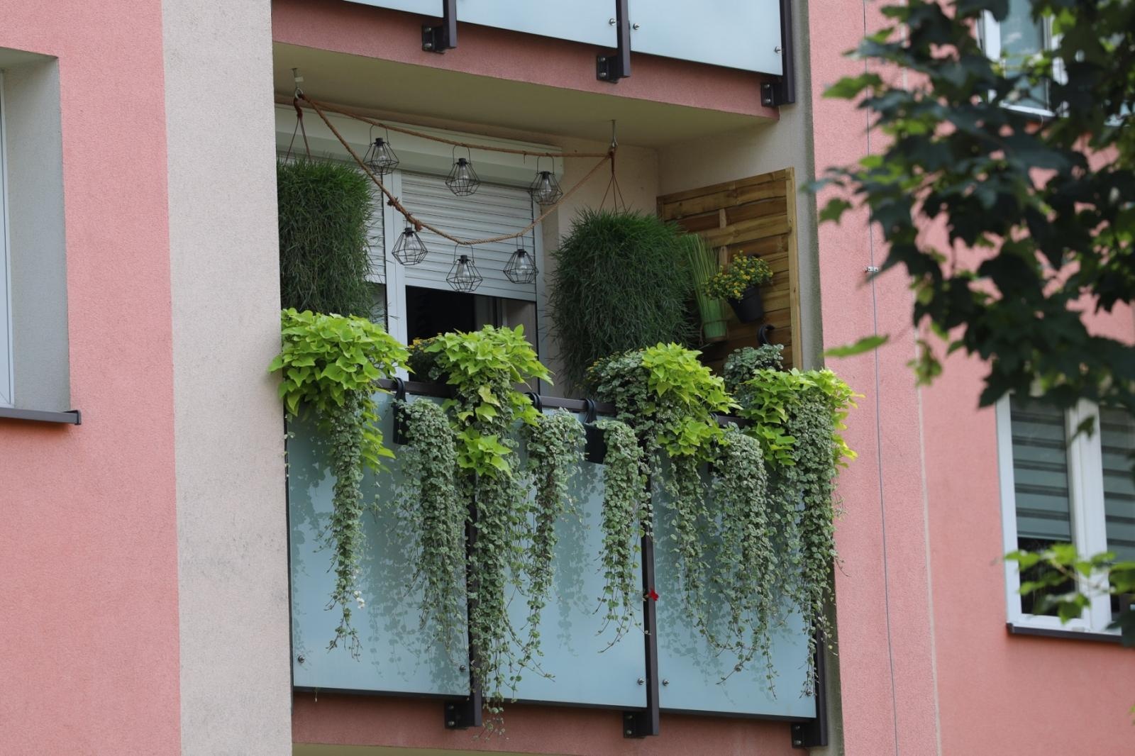 Zdjęcie w galerii na portalu naszraciborz.pl: Raciborskie balkony toną w zieleni. Zobaczcie nagrodzone i wyróżnione w konkursie Zielono Mi [FOTO] wiadomości z regionu