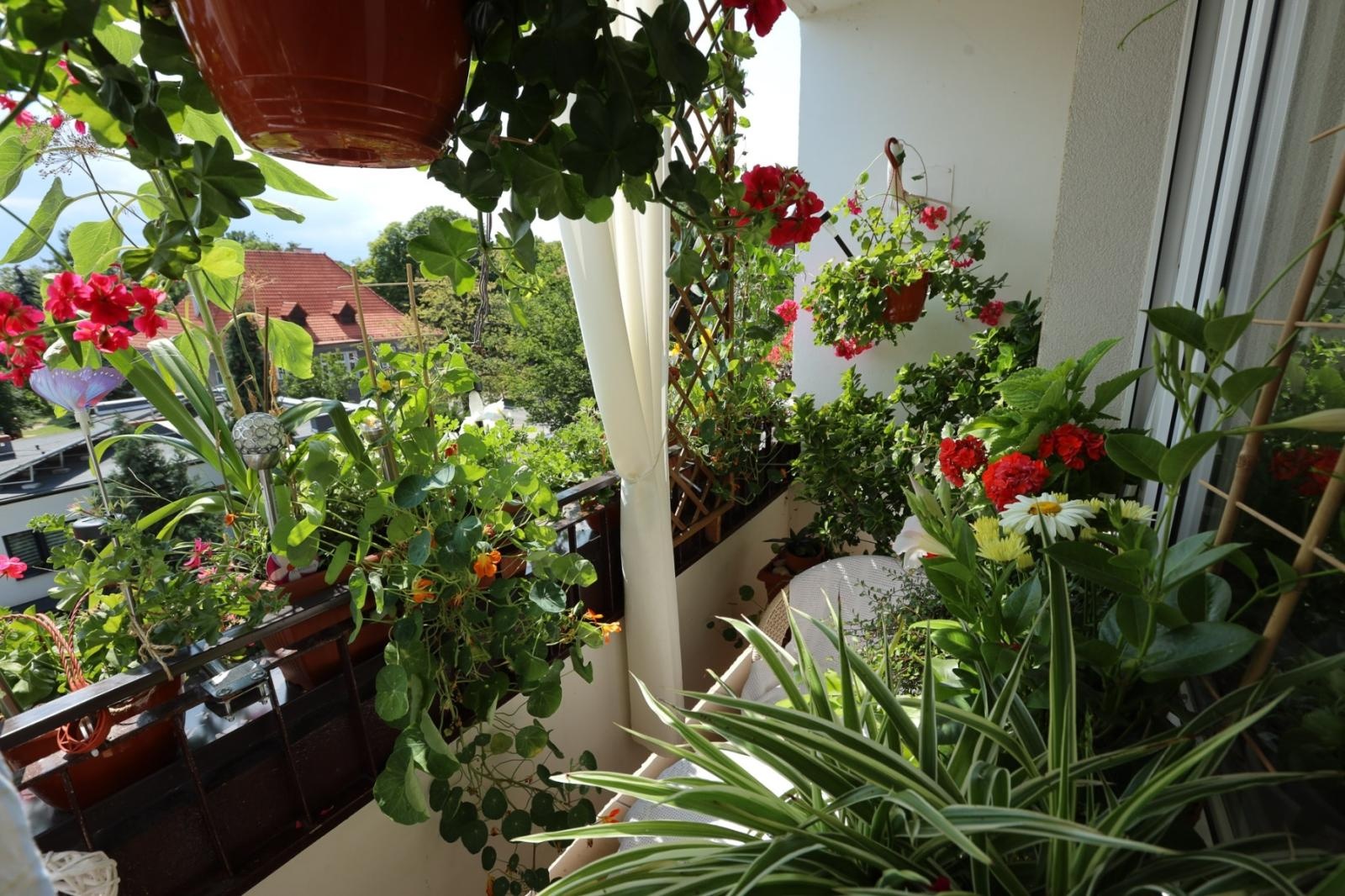 Zdjęcie w galerii na portalu naszraciborz.pl: Raciborskie balkony toną w zieleni. Zobaczcie nagrodzone i wyróżnione w konkursie Zielono Mi [FOTO] wiadomości z regionu